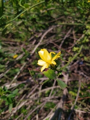 Jasminum mesnyi