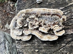 Trametes versicolor
