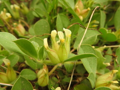 Tripodion tetraphyllum