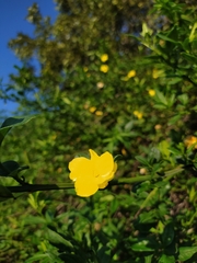 Jasminum mesnyi