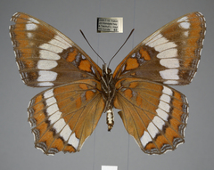 Limenitis arthemis rubrofasciata