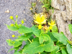 Hypericum hircinum