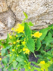 Hypericum hircinum