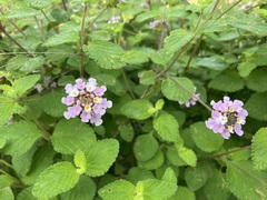 Lantana hirta