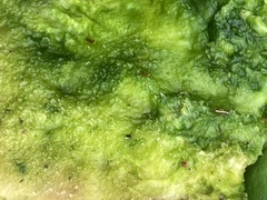 Chlorella