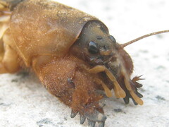 Gryllotalpa vineae