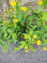 Hypericum hircinum