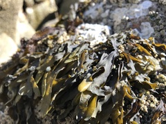 Fucus