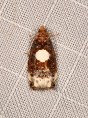 Olethreutes devotana