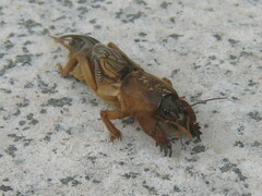 Gryllotalpa vineae