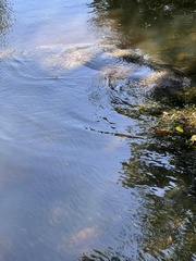 Trichechus manatus latirostris