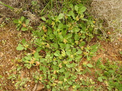 Tripodion tetraphyllum