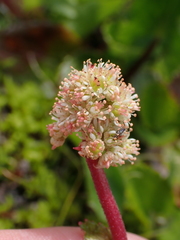 Leptarrhena pyrolifolia
