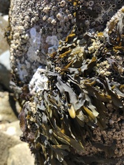Fucus