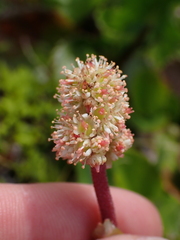 Leptarrhena pyrolifolia