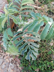 Melianthus major