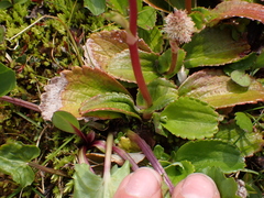 Leptarrhena pyrolifolia