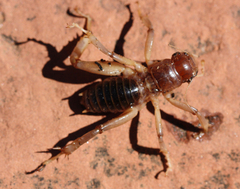 Stenopelmatidae