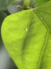 Eucallipterus tiliae