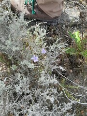 Aspalathus pedunculata