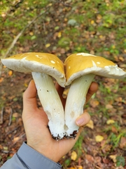 Boletus chippewaensis