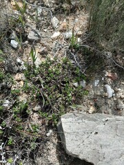 Betula nana