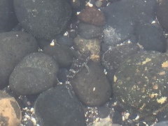 Mauligobius maderensis