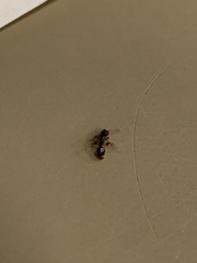 Tetramorium immigrans