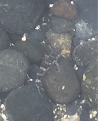 Mauligobius maderensis