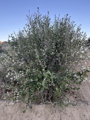 Prunus fremontii