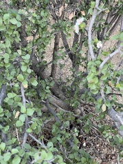 Prunus fremontii