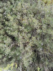 Serruria gremialis
