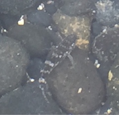 Mauligobius maderensis