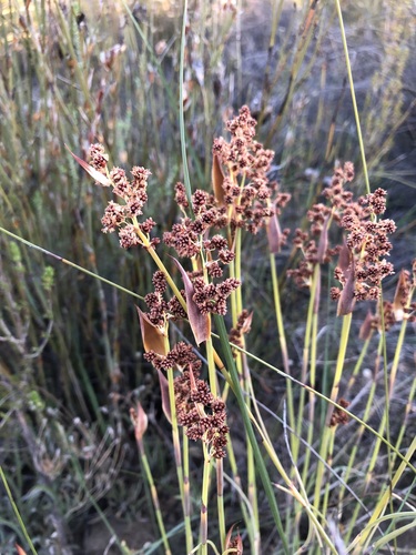 Image of Milky Fountainreed (Cannomois primosii) by (c) Caroline Voget, some rights reserved (CC BY)