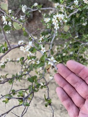 Prunus fremontii