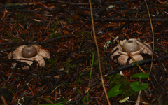Geastrum triplex