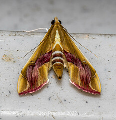 Agathodes ostentalis