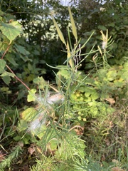 Asclepias verticillata