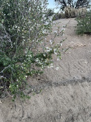 Prunus fremontii