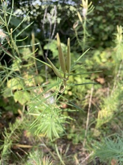 Asclepias verticillata