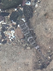 Mauligobius maderensis