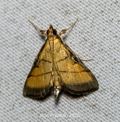 Cnaphalocrocis