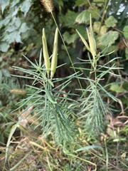 Asclepias verticillata