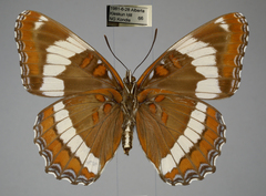 Limenitis arthemis rubrofasciata