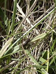 Allonemobius fasciatus