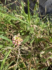 Persicaria sagittata