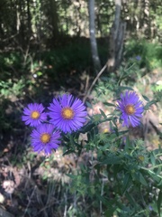 Symphyotrichum novae-angliae
