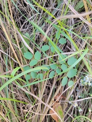 Thalictrum dasycarpum