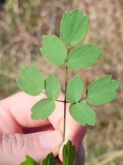 Thalictrum dasycarpum