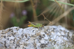 Chorthippus apicalis